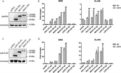 Analysis of Porcine RIG-I Like Receptors Revealed the Positive Regulation of RIG-I and MDA5 by LGP2